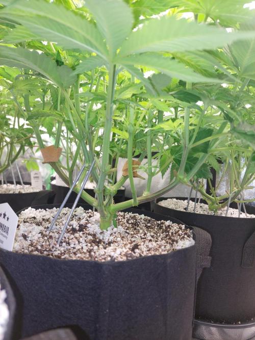 Sunset sherbet go fast. Week 8