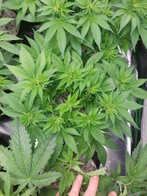 Sunset sherbet go fast. Week 8