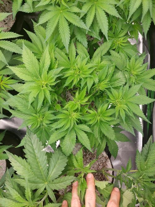 Sunset sherbet go fast. Week 8