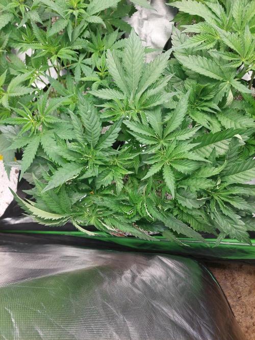 Rainbow sherbet 🌈. Week 7