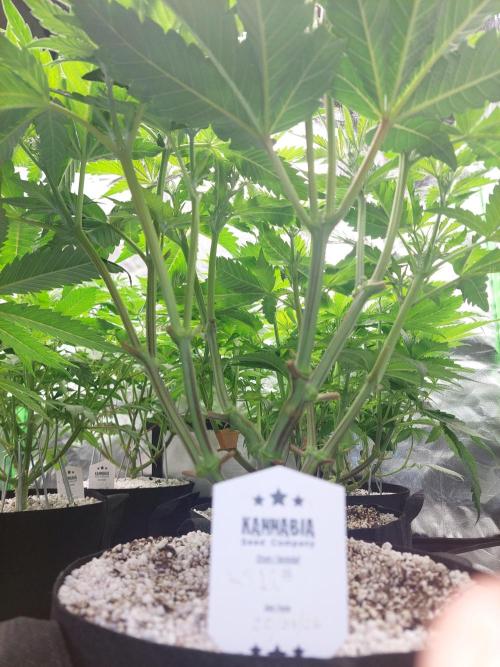 Rainbow sherbet 🌈. Week 7