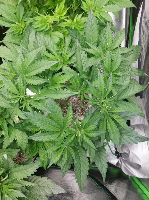 Rainbow sherbet 🌈. Week 7