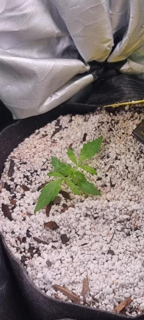 Blue dream automatic. Week 3