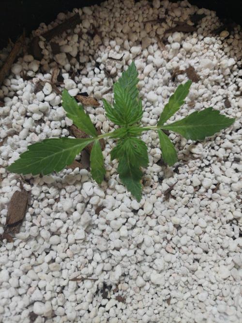 Blue dream automatic. Week 3