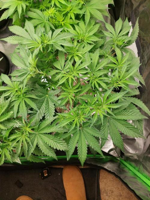 Rainbow sherbet 🌈. Week 8