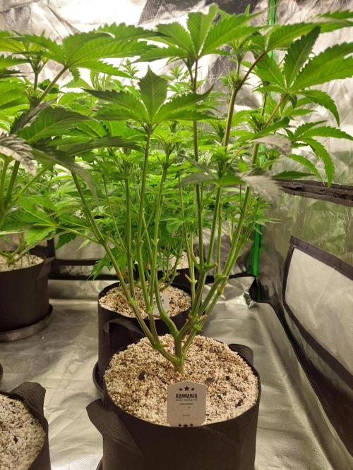 Rainbow sherbet 🌈. Week 8