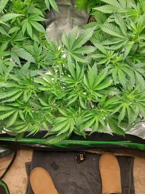 Rainbow sherbet 🌈. Week 8