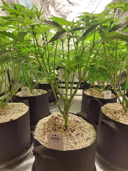 Rainbow sherbet 🌈. Week 8