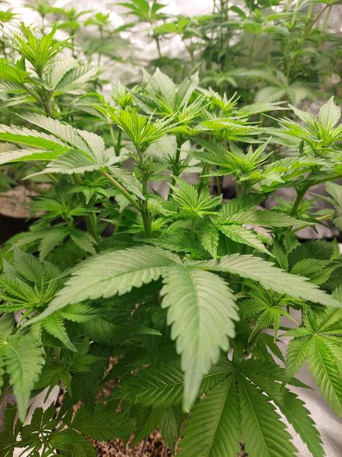 Sunset sherbet go fast. Week 9