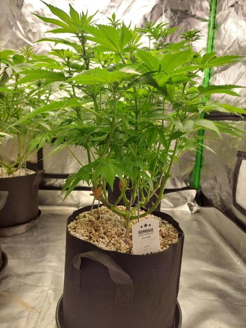 Sunset sherbet go fast. Week 9