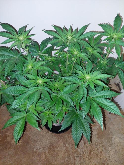 Oreoz USA. Week 9