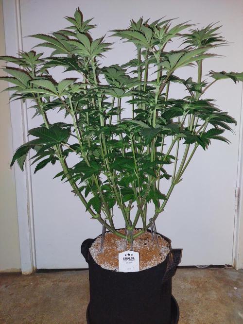Oreoz USA. Week 9