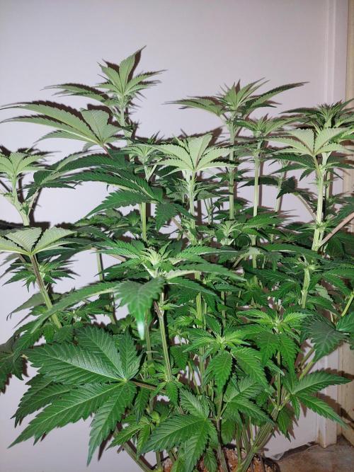 Oreoz USA. Week 9