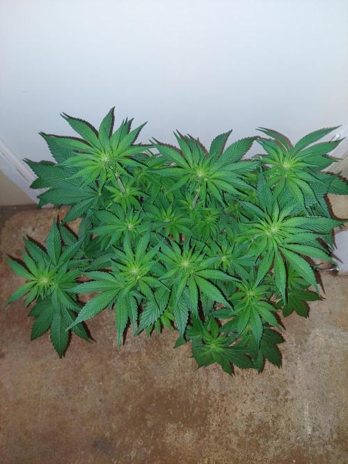 Oreoz USA. Week 9