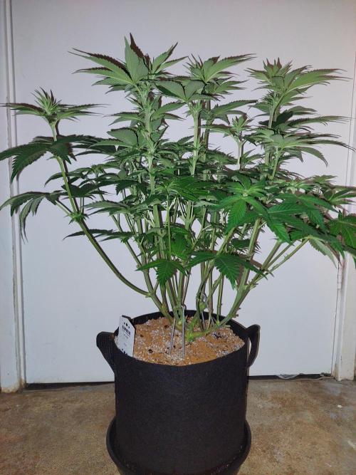 Oreoz USA. Week 9