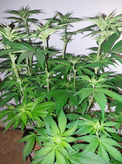 Oreoz USA. Week 9
