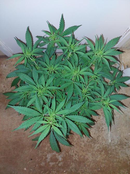 Terp and tonic. Week 8