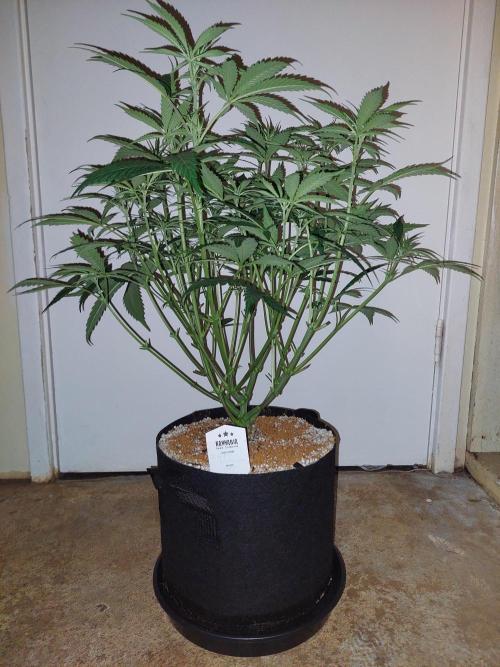 Terp and tonic. Week 8