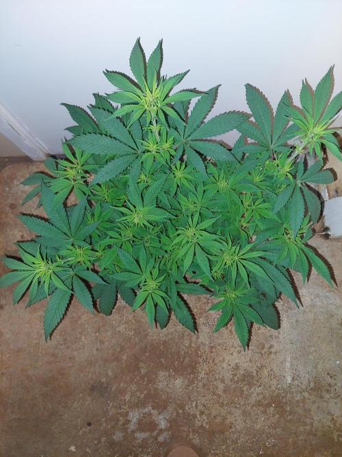 Terp and tonic. Week 8