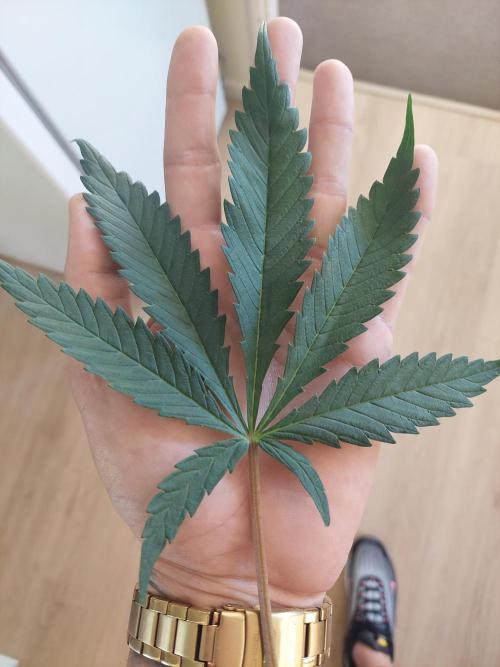 Terp and tonic. Week 8