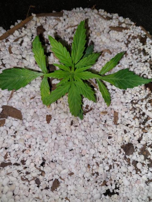 Blue dream automatic. Week 3