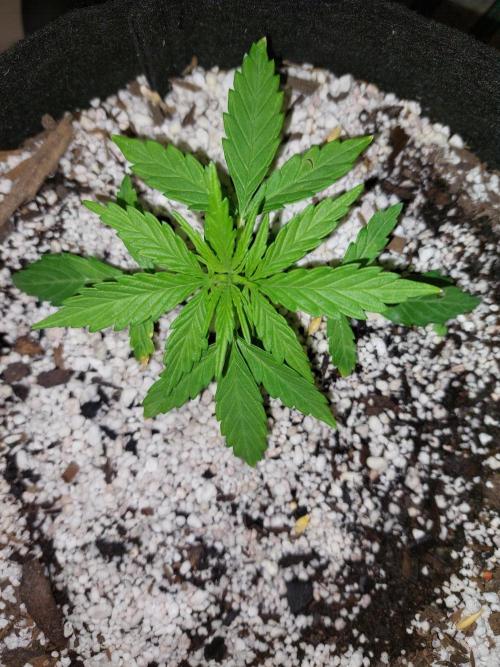 Blue dream automatic. Week 4