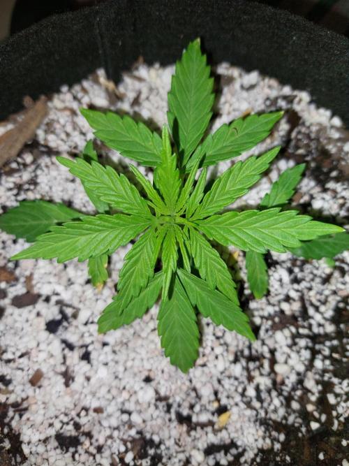 Blue dream automatic. Week 4