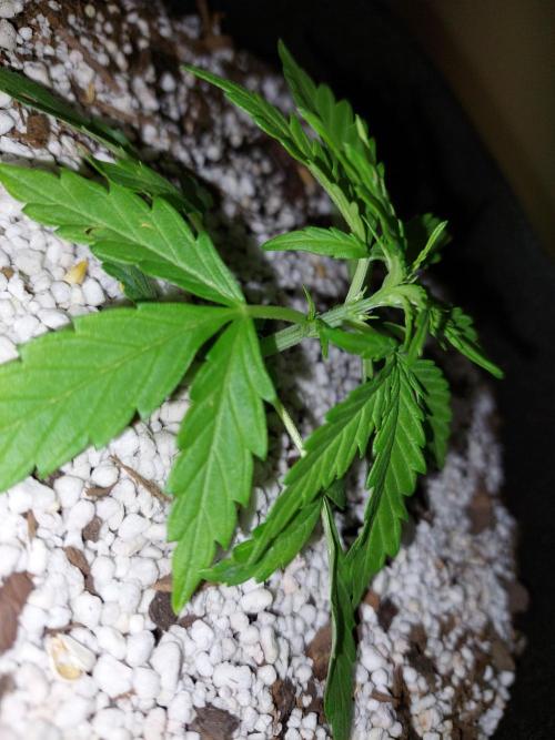 Blue dream automatic. Week 4