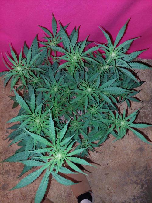 Terp and tonic. Week 9