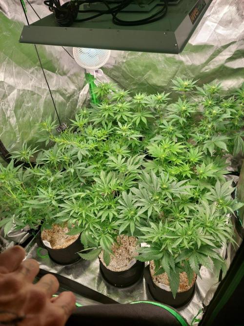 Terp and tonic. Week 9