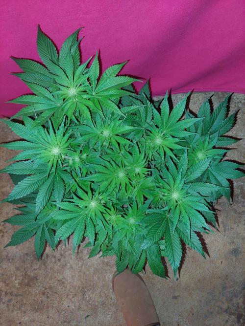 Sunset sherbet go fast. Week 10