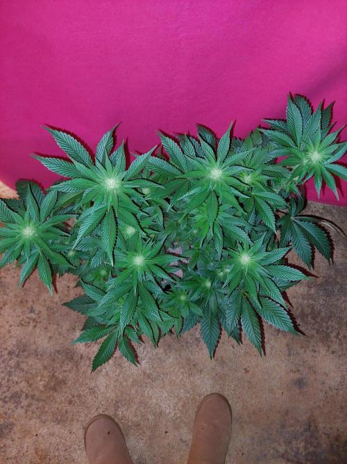 Oreoz USA. Week 10
