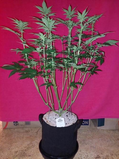 Oreoz USA. Week 10