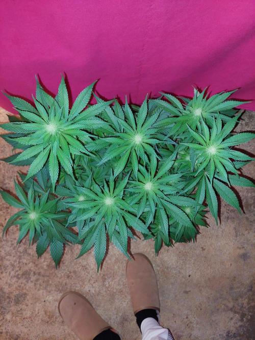 Oreoz USA. Week 10