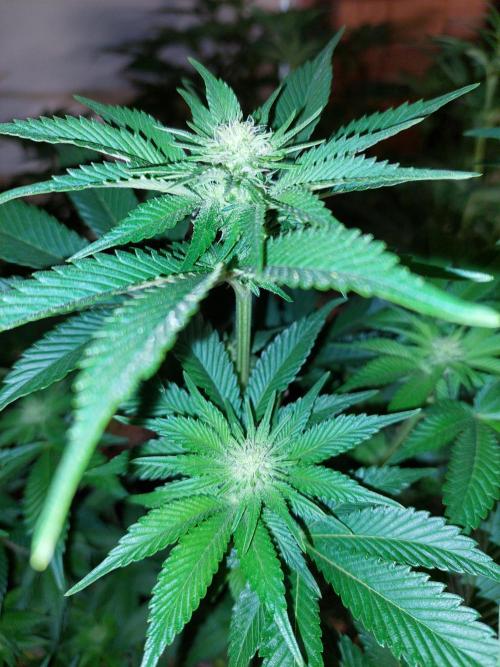 Oreoz USA. Week 10