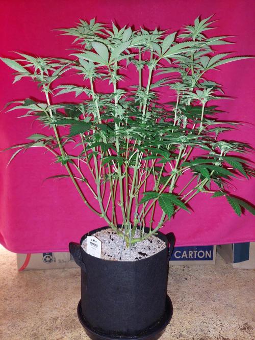 Oreoz USA. Week 10
