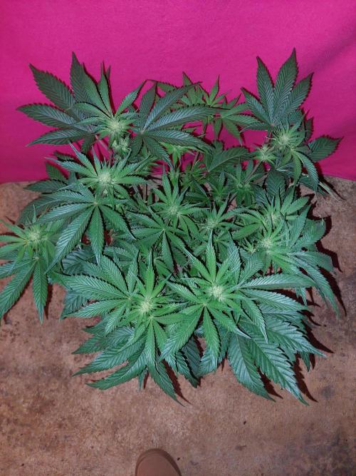 Rainbow sherbet 🌈. Week 9