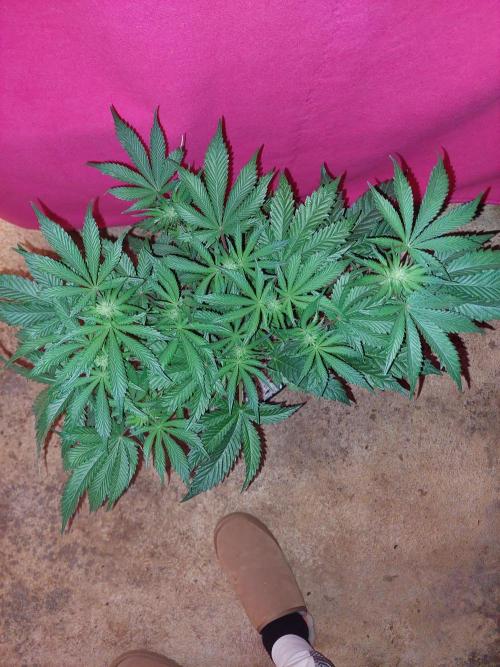 Rainbow sherbet 🌈. Week 9