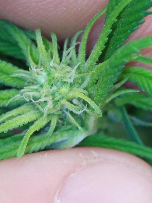 BarneyRumble420