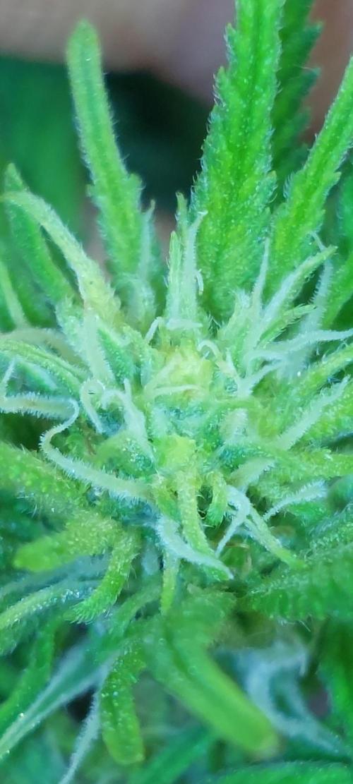 BarneyRumble420