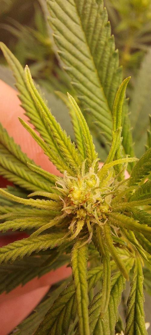BarneyRumble420
