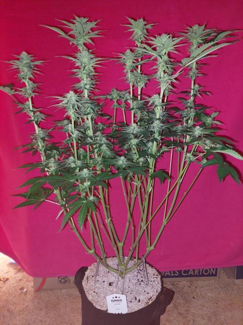 Oreoz USA. Week 11