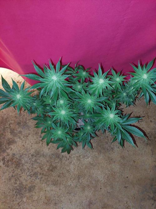 Oreoz USA. Week 11