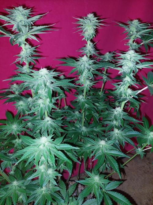 Oreoz USA. Week 11