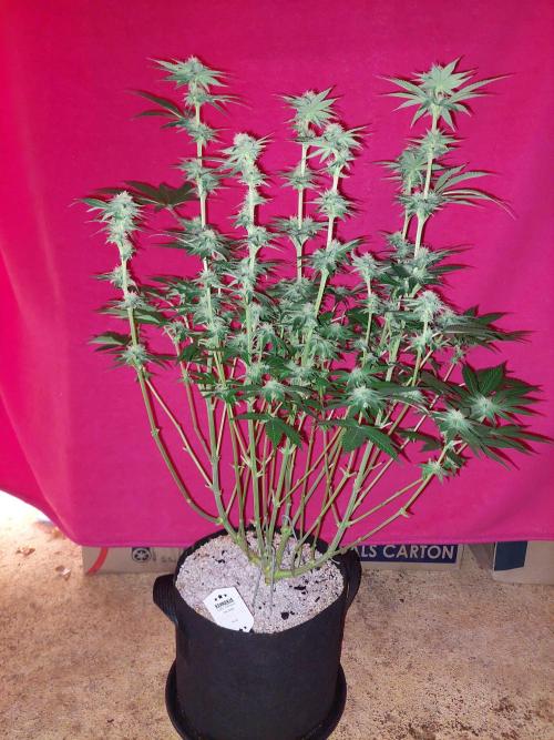 Oreoz USA. Week 11