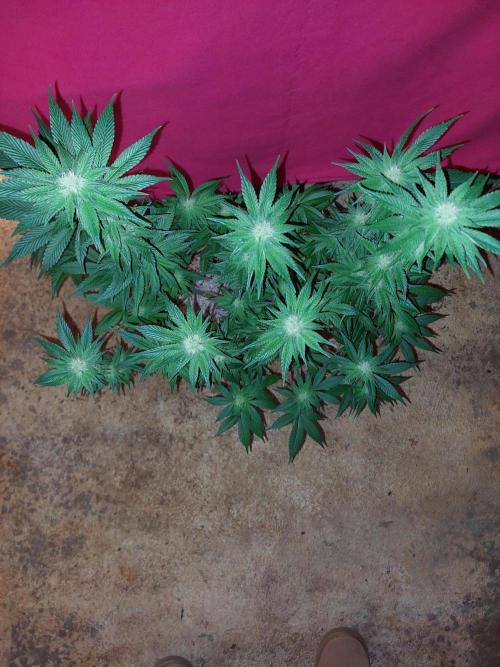 Oreoz USA. Week 11