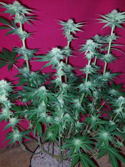 Oreoz USA. Week 11