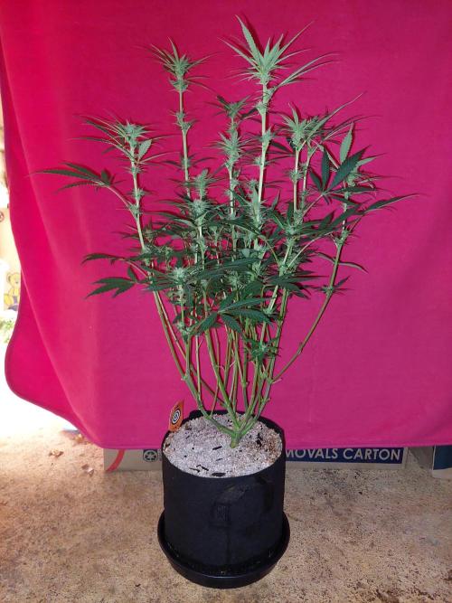 Terp and tonic. Week 10