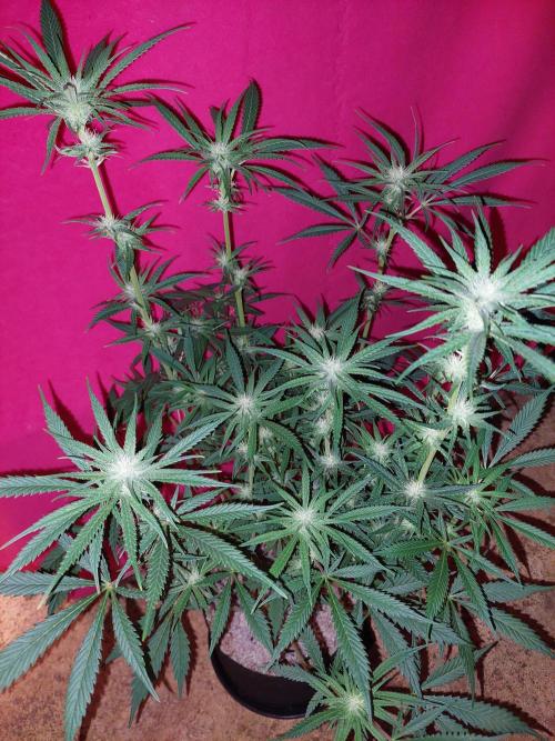 Terp and tonic. Week 10
