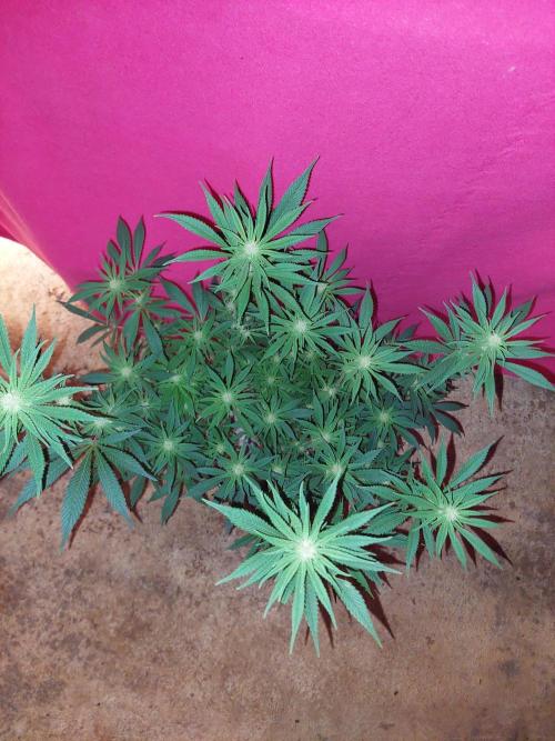 Terp and tonic. Week 10